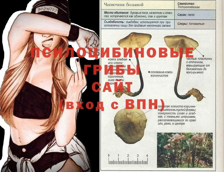 Галлюциногенные грибы Psilocybine cubensis  Балтийск 